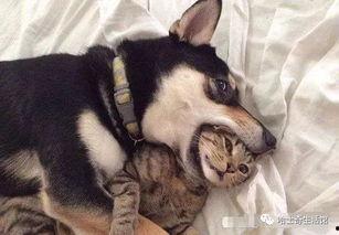 二狗连麦爆料视频大全,揭秘视频大全背后的精彩瞬间  第1张